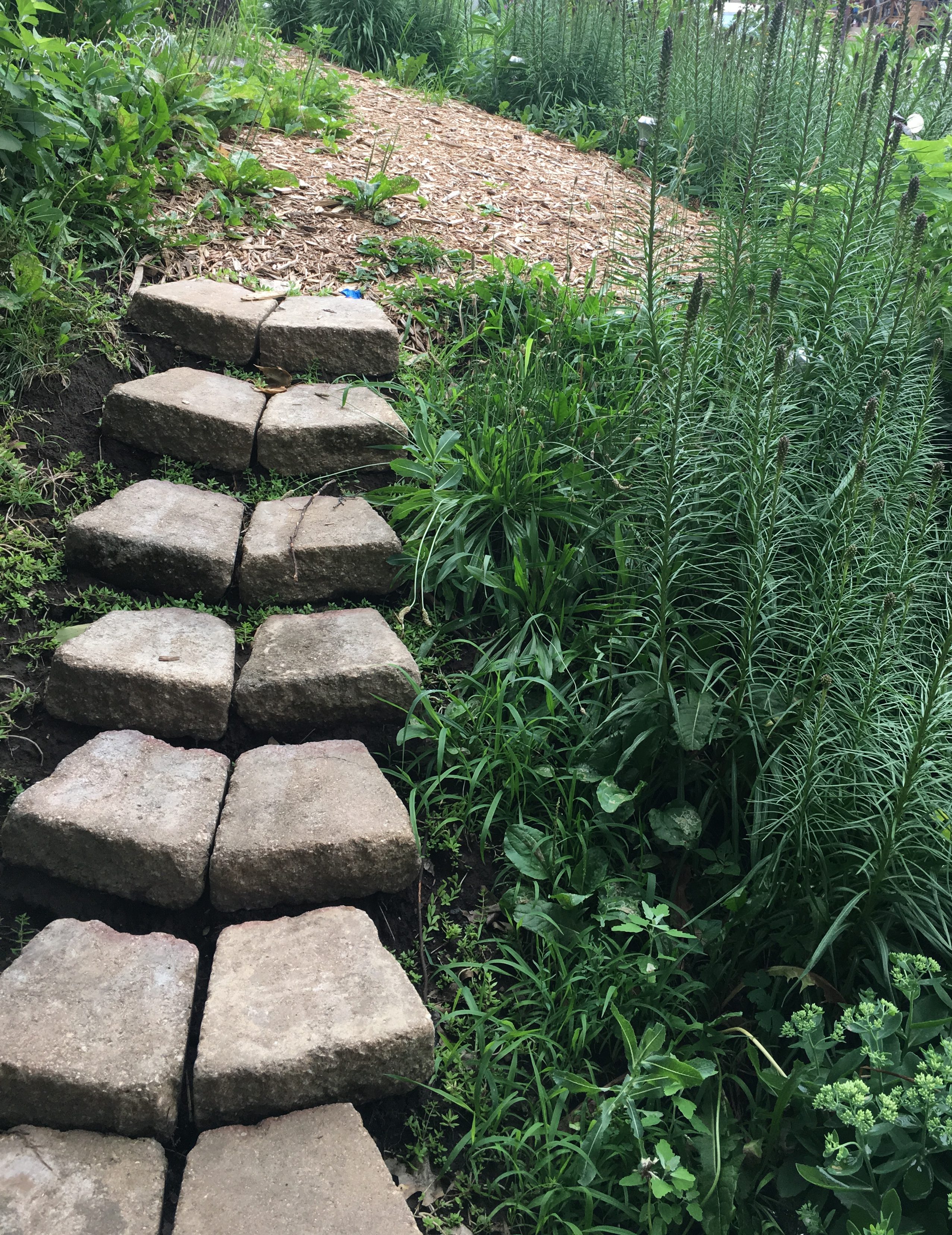 A homemade stone foot path wanders up a slight hill surrounded by tall feathery stalks of liatris. This is from my front yard when I was too poor to travel, I could always do something clever with my yard. All photography on this page is by Sarah Carpenter except where noted.